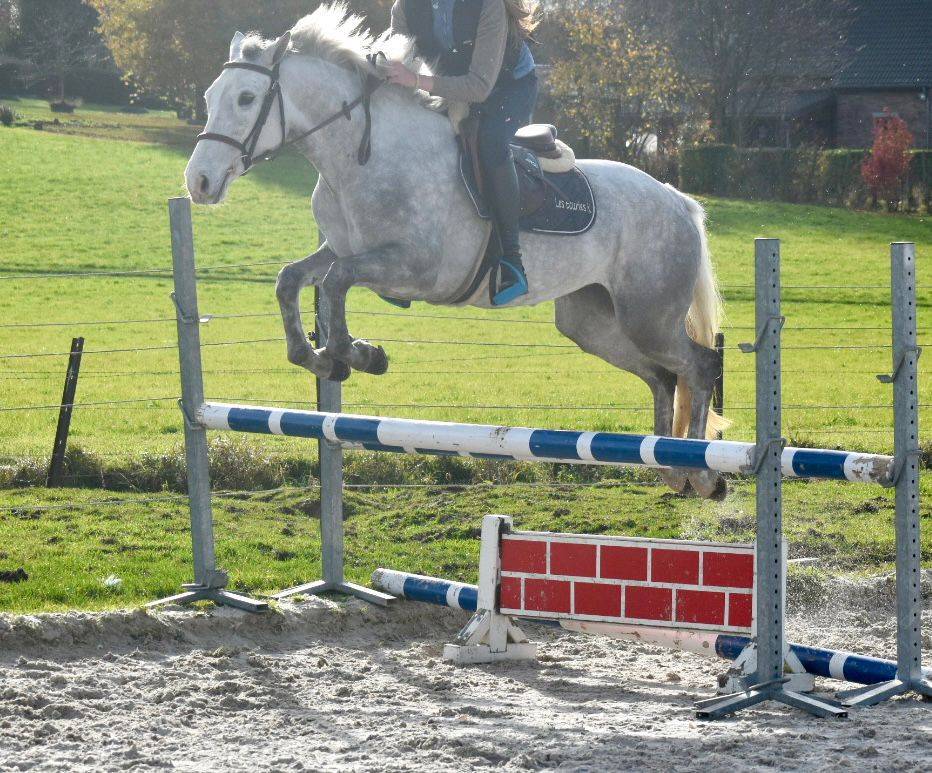 Mare Connemara For sale 2022 Grey