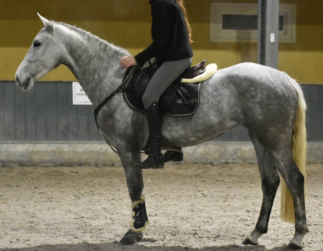 Mare Connemara For sale 2022 Grey