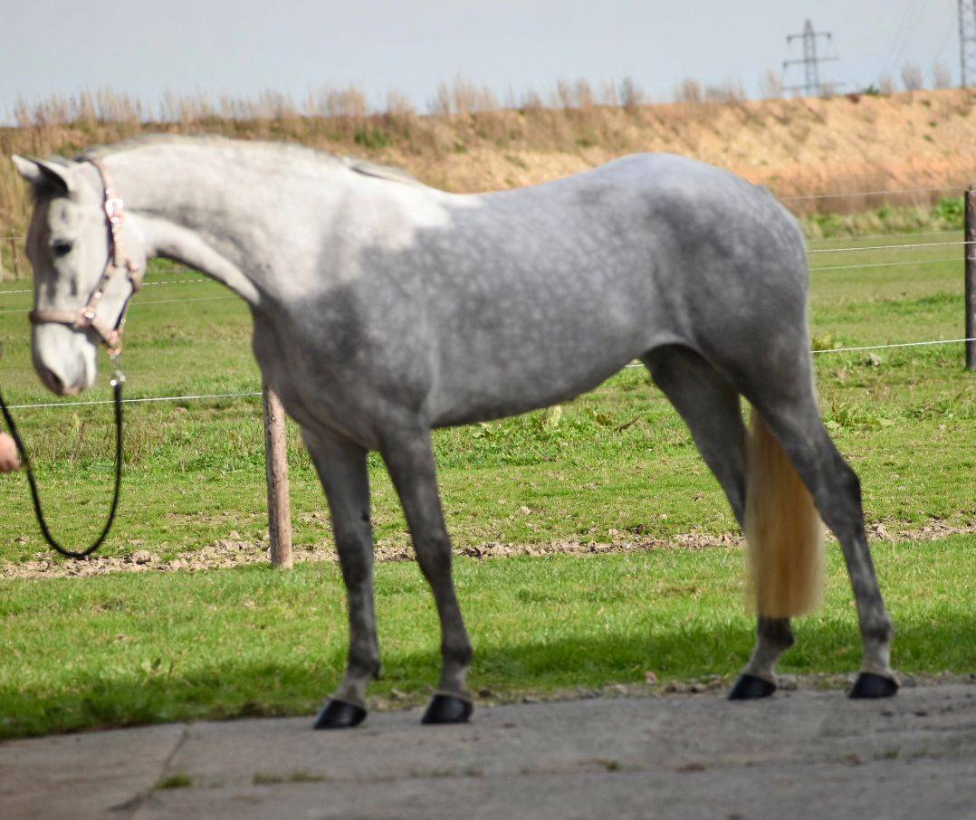 Mare Connemara For sale 2022 Grey