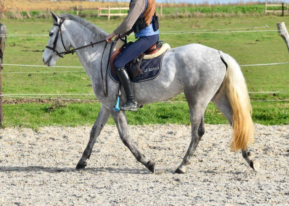 Mare Connemara For sale 2022 Grey