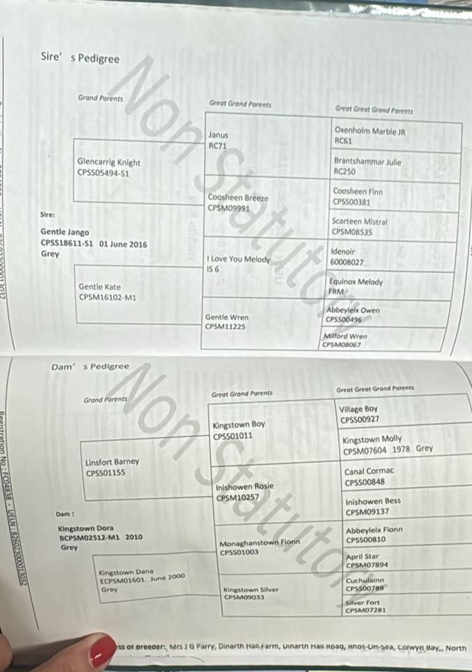 Mare Connemara For sale 2022 Grey