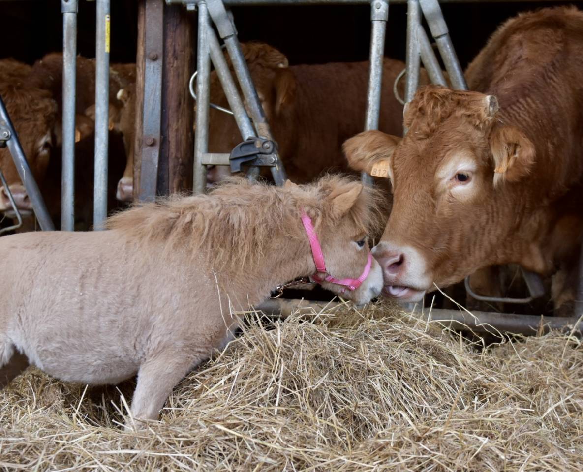 Mare No Origin Recorded For sale 2024 Chesnut