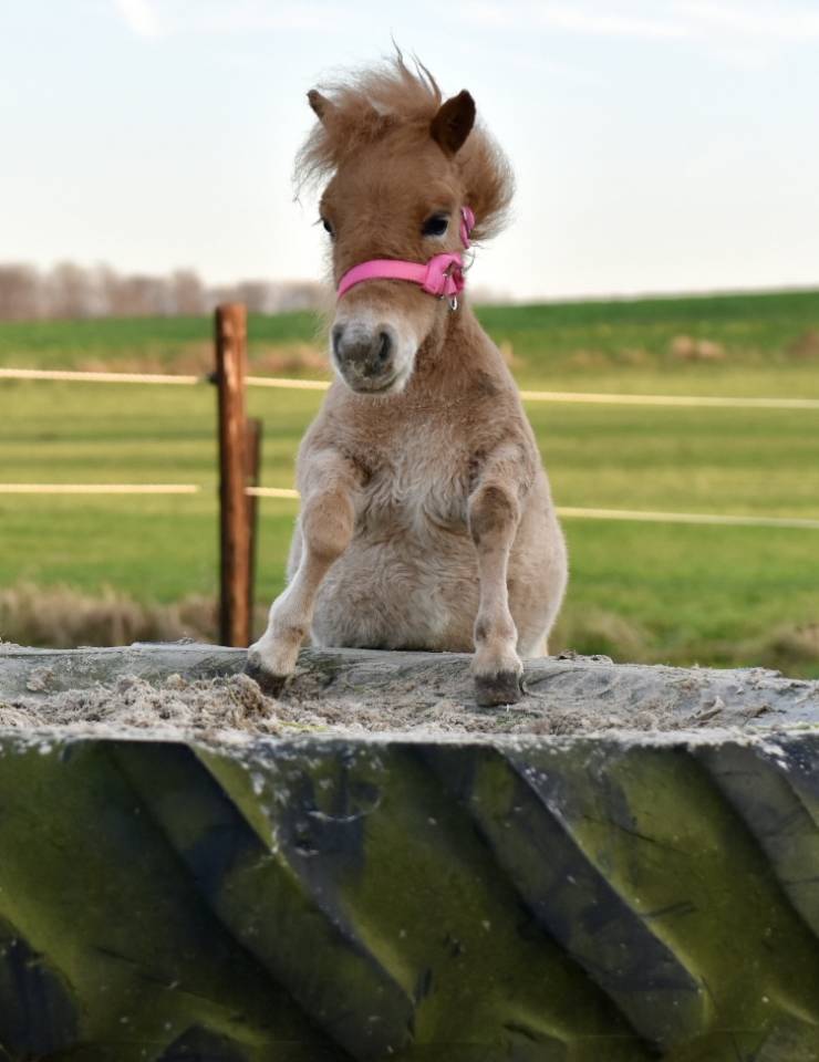 Mare No Origin Recorded For sale 2024 Chesnut