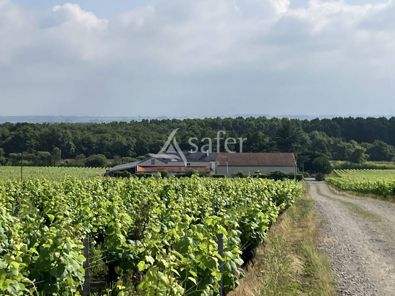 Vineyard  Loire-Atlantique