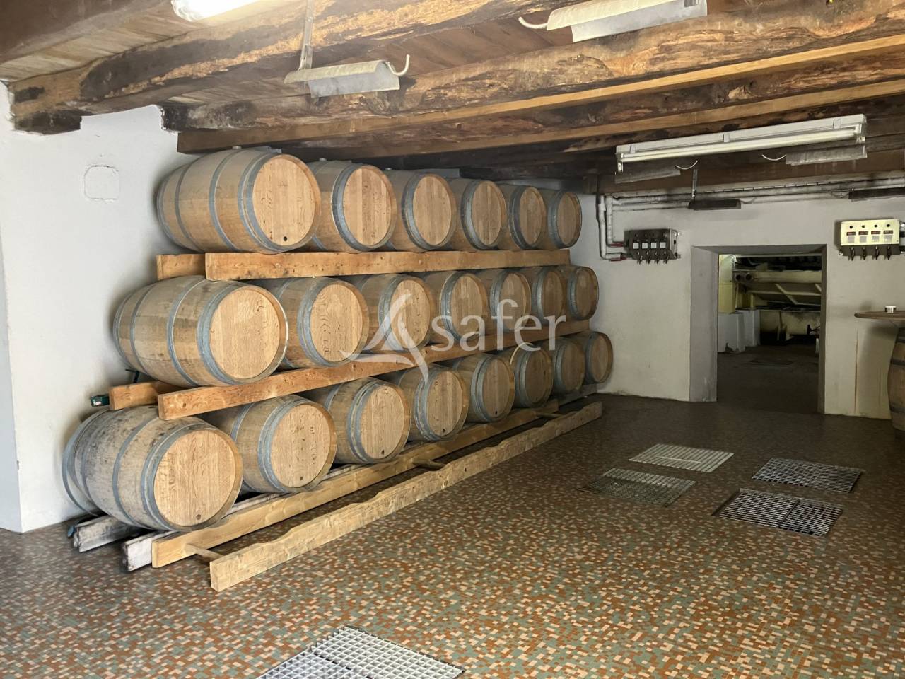 Vineyard  Loire-Atlantique