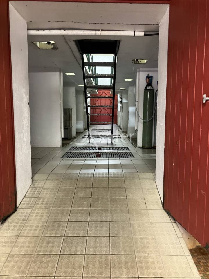 Vineyard  Loire-Atlantique