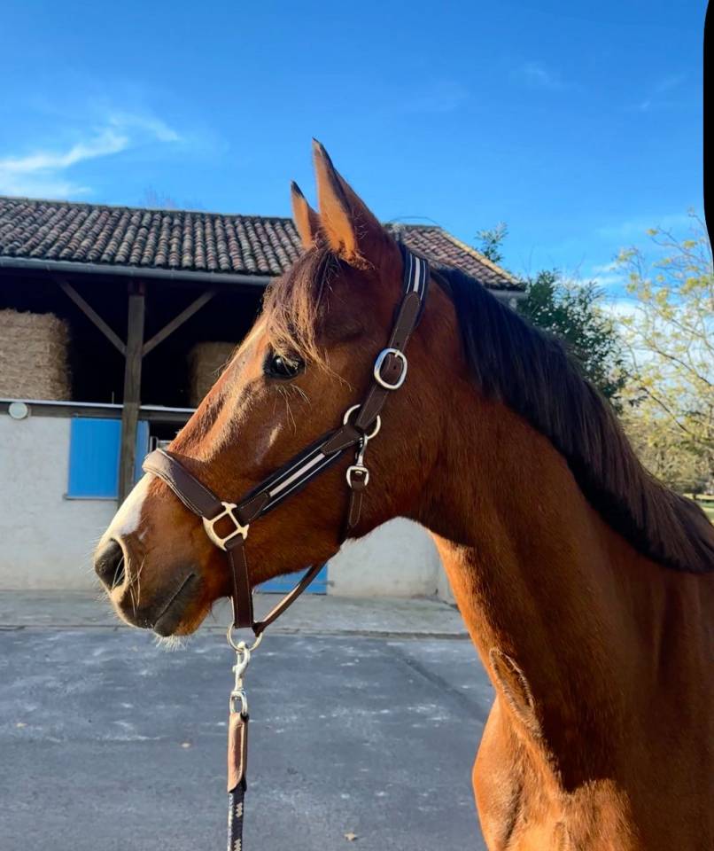 Gelding Selle Fran&ccedil;ais For sale 2022 Bay