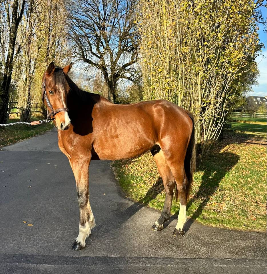 Gelding Selle Fran&ccedil;ais For sale 2022 Bay