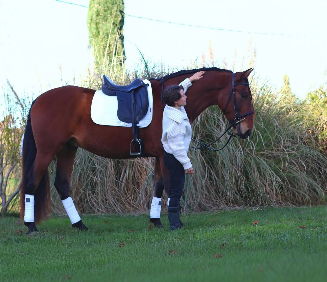 Gelding PRE Pure Spanish Bred For sale 2021 Bay