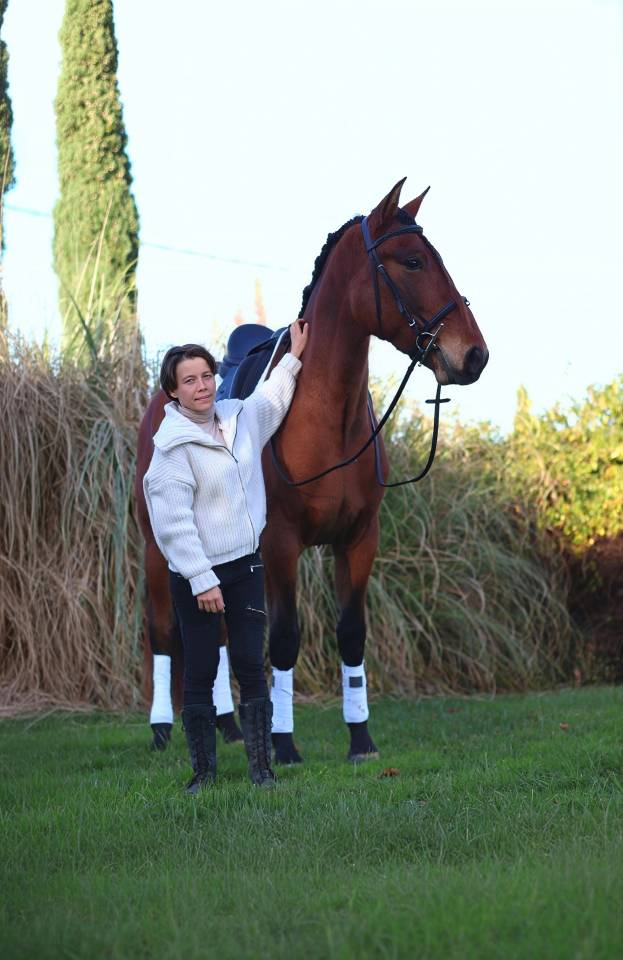 Gelding PRE Pure Spanish Bred For sale 2021 Bay