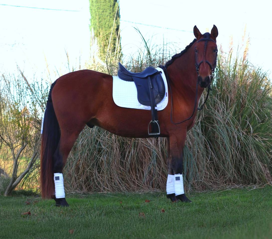 Gelding PRE Pure Spanish Bred For sale 2021 Bay