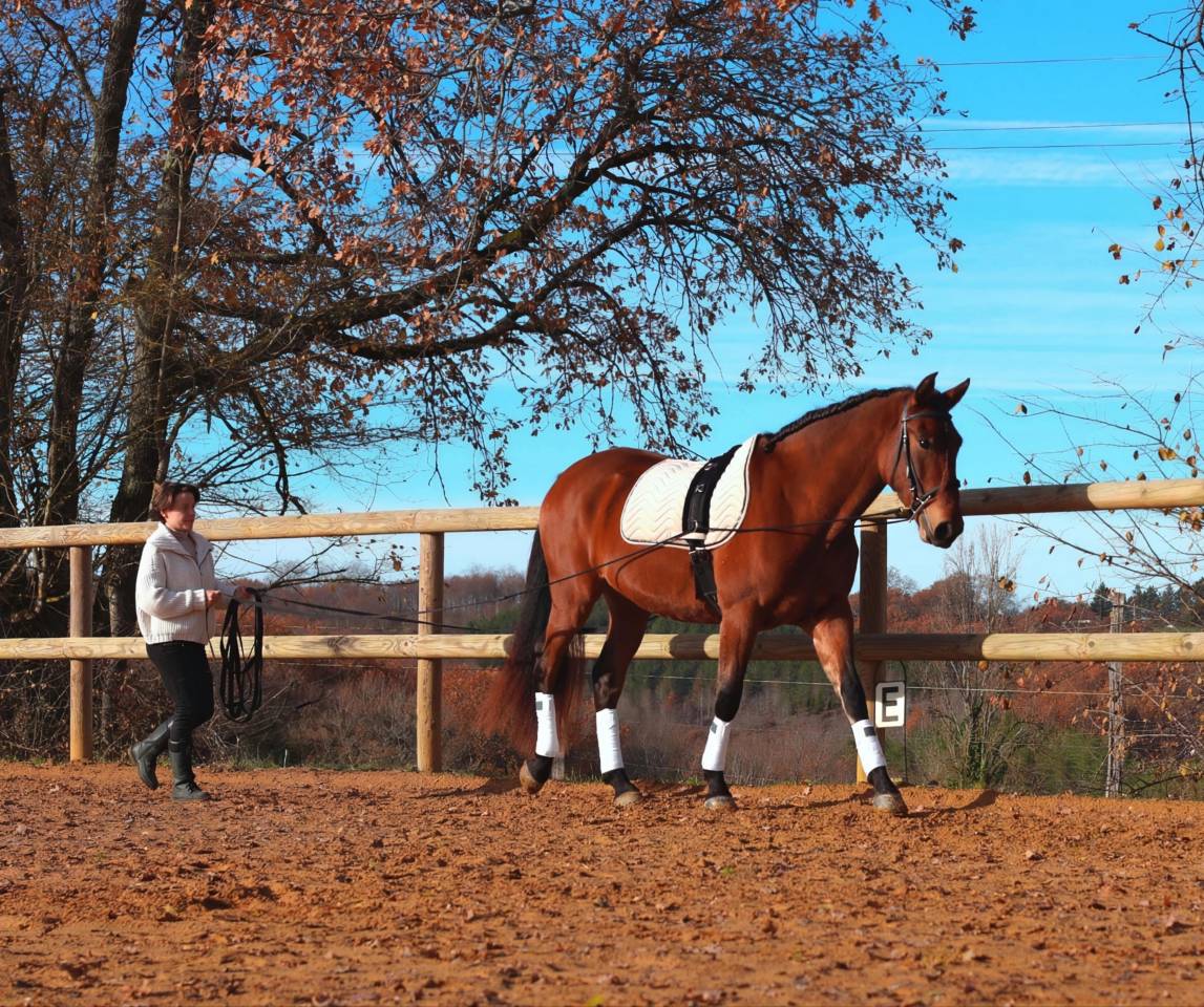 Gelding PRE Pure Spanish Bred For sale 2021 Bay