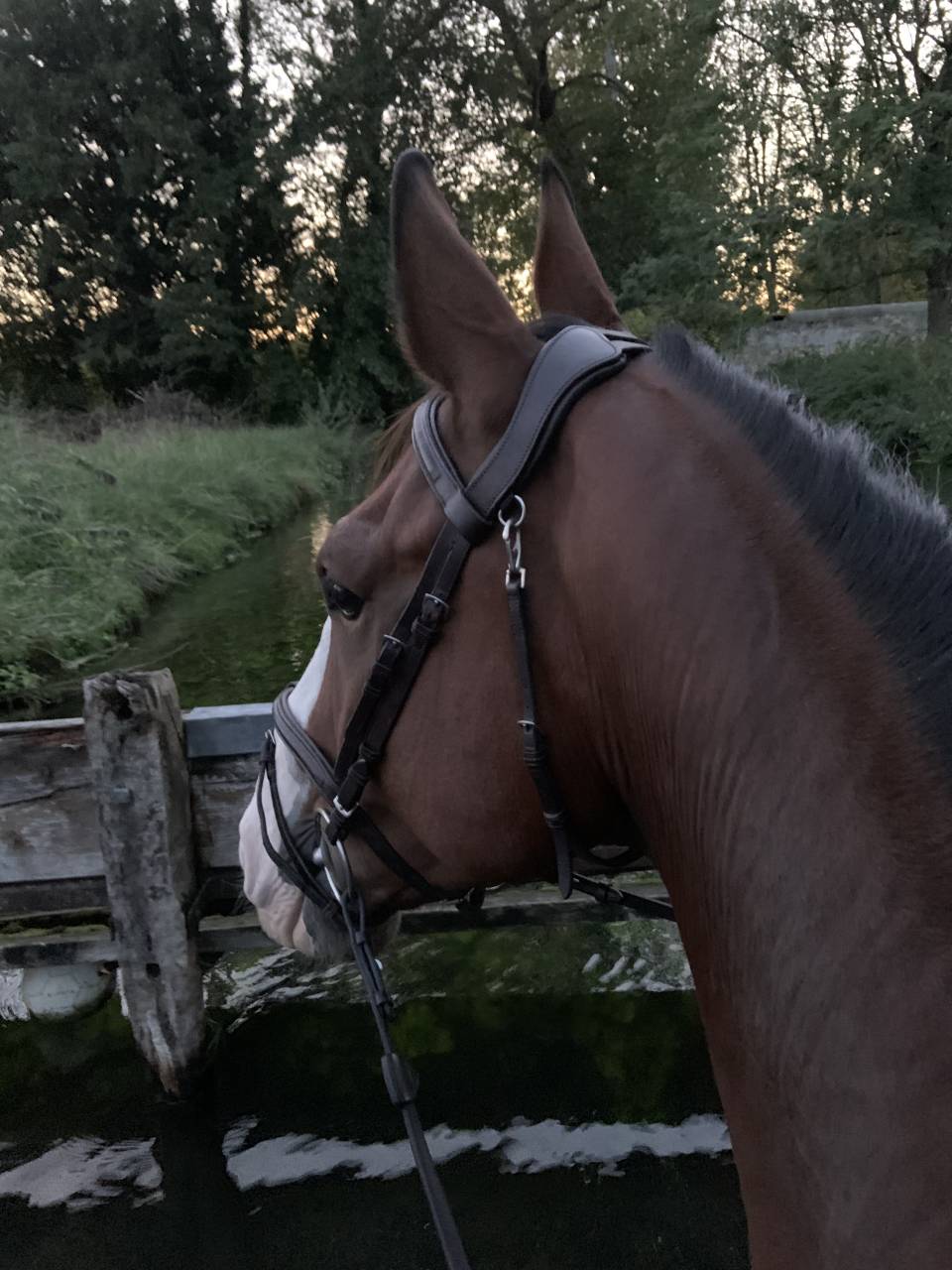 Gelding Selle Fran&ccedil;ais For sale 2015 Bay
