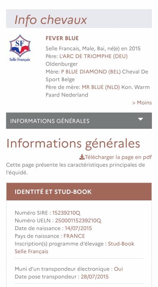 Gelding Selle Fran&ccedil;ais For sale 2015 Bay