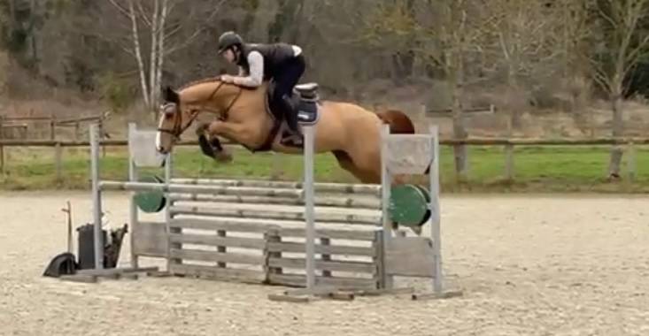 Mare Selle Fran&ccedil;ais For sale 2020 Chesnut