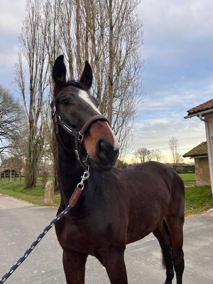 Gelding Selle Fran&ccedil;ais For sale 2022 Bay