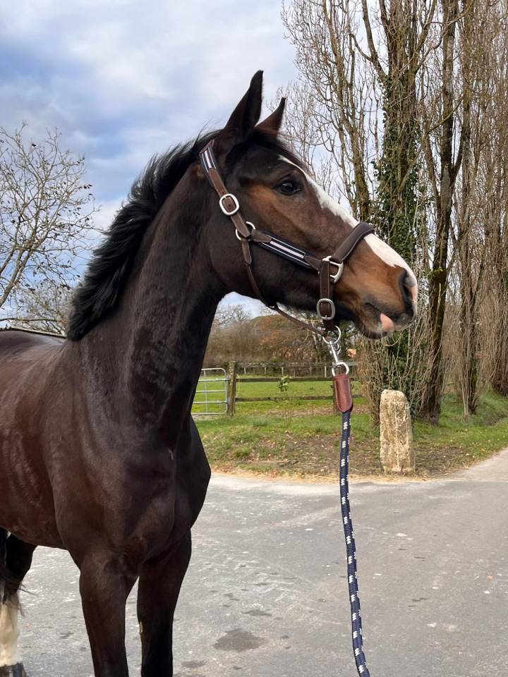 Gelding Selle Fran&ccedil;ais For sale 2022 Bay