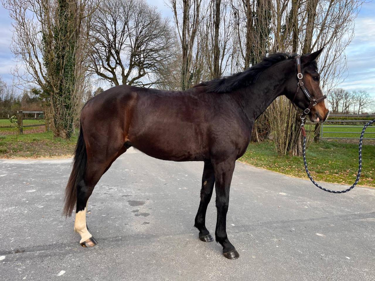 Gelding Selle Fran&ccedil;ais For sale 2022 Bay