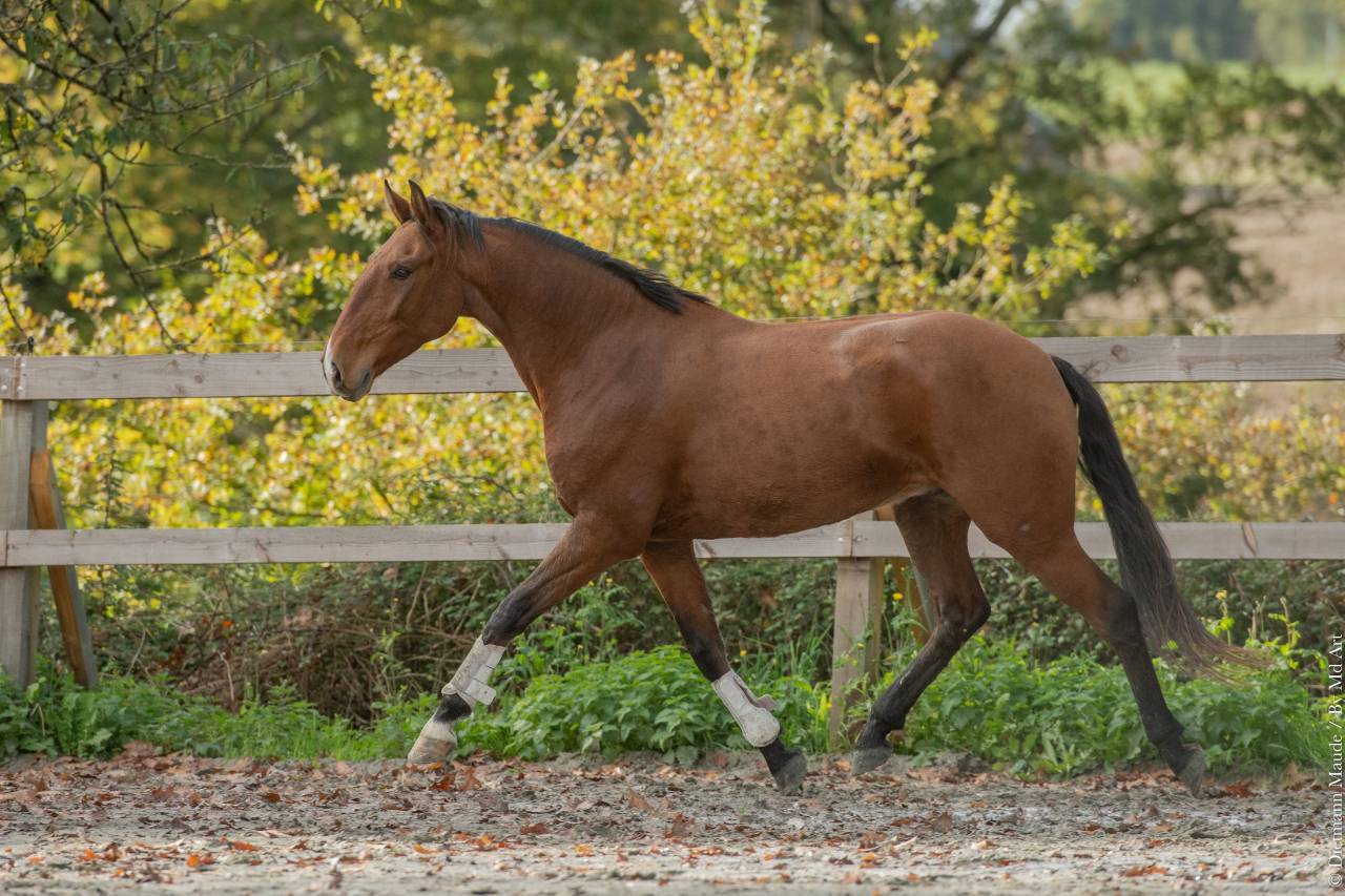 Gelding Lusitano For sale 2019 Bay