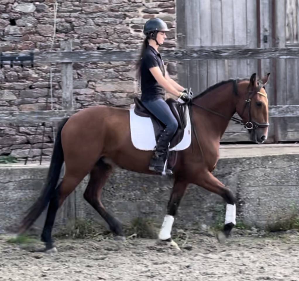 Gelding Lusitano For sale 2019 Bay