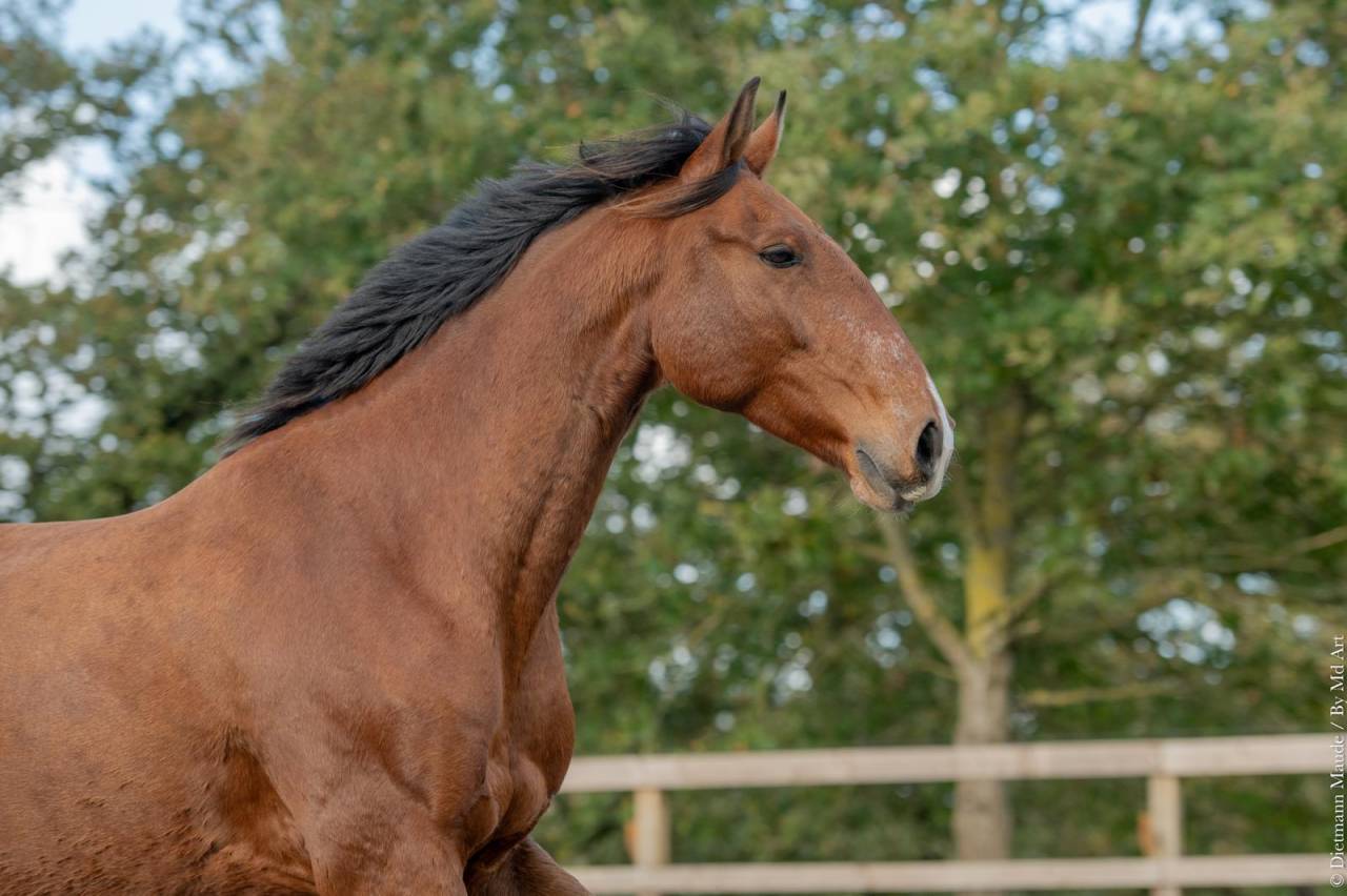 Gelding Lusitano For sale 2019 Bay