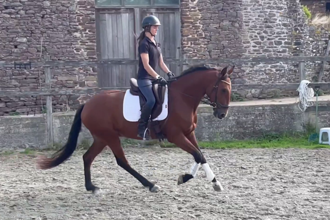 Gelding Lusitano For sale 2019 Bay