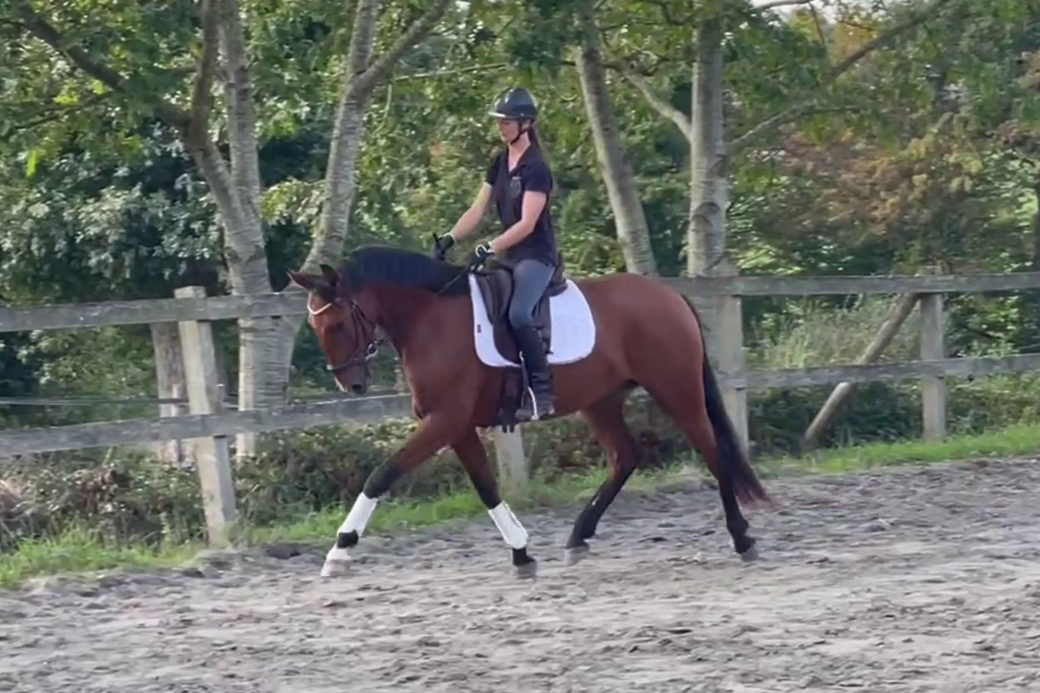 Gelding Lusitano For sale 2019 Bay