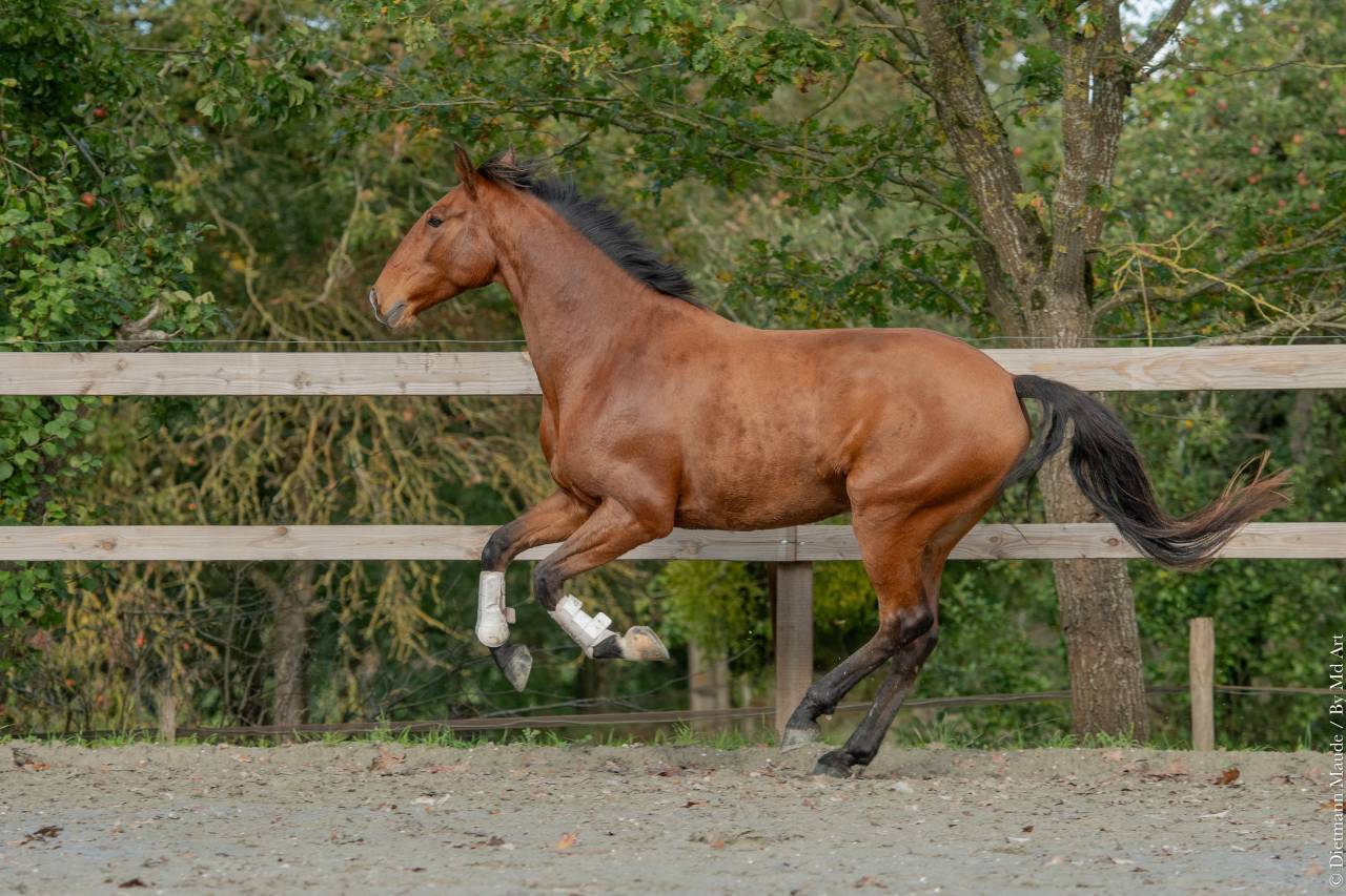 Gelding Lusitano For sale 2019 Bay