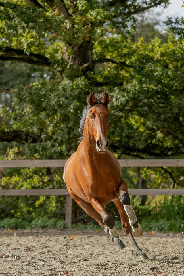 Gelding Lusitano For sale 2019 Bay