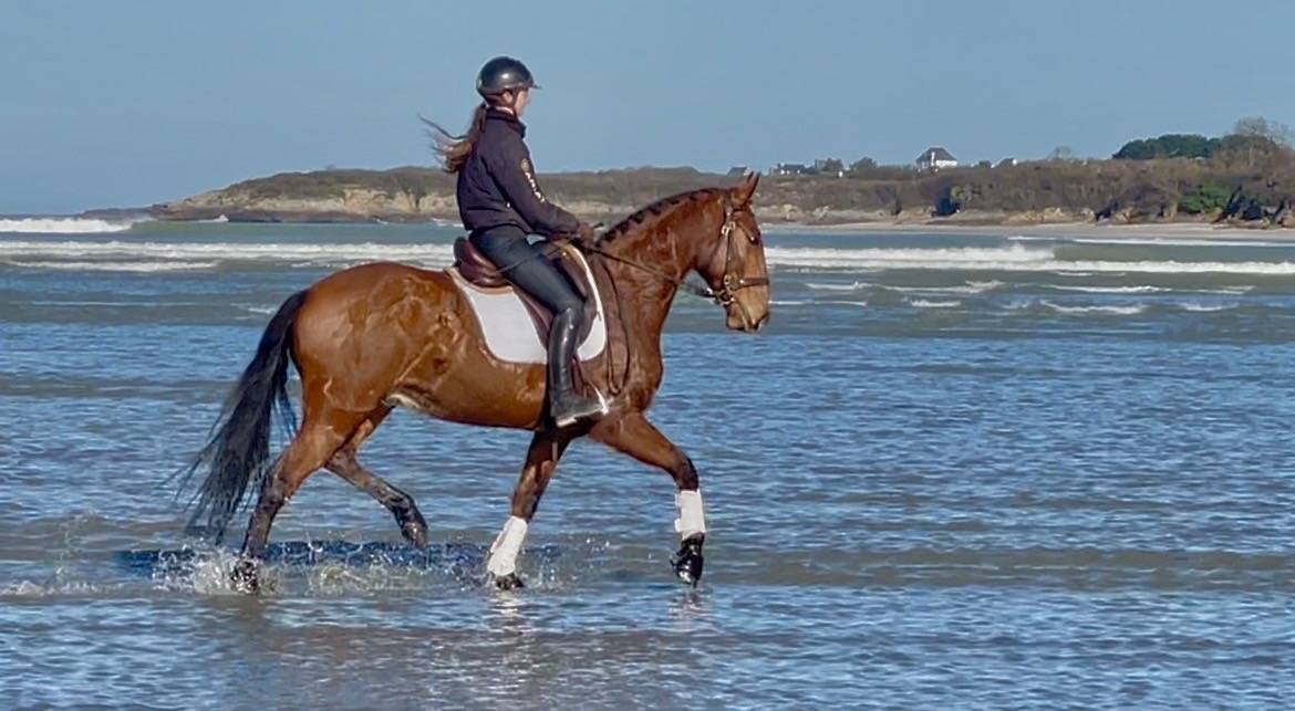 Gelding Lusitano For sale 2019 Bay