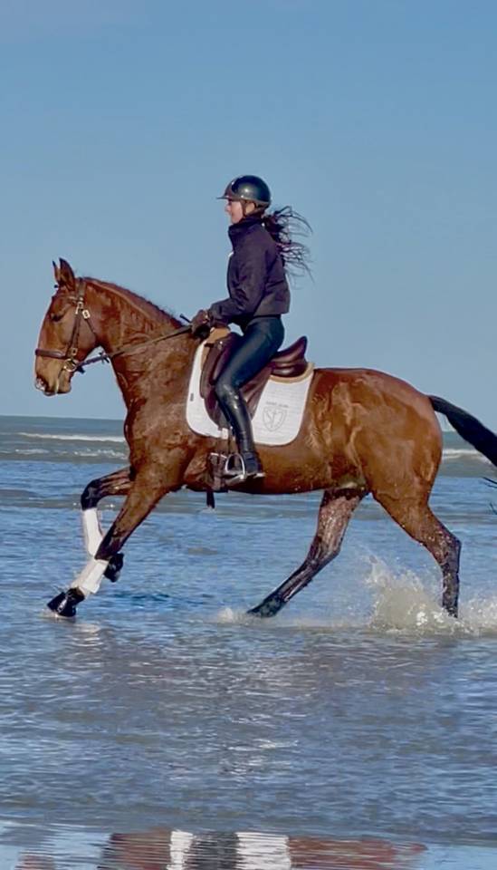 Gelding Lusitano For sale 2019 Bay