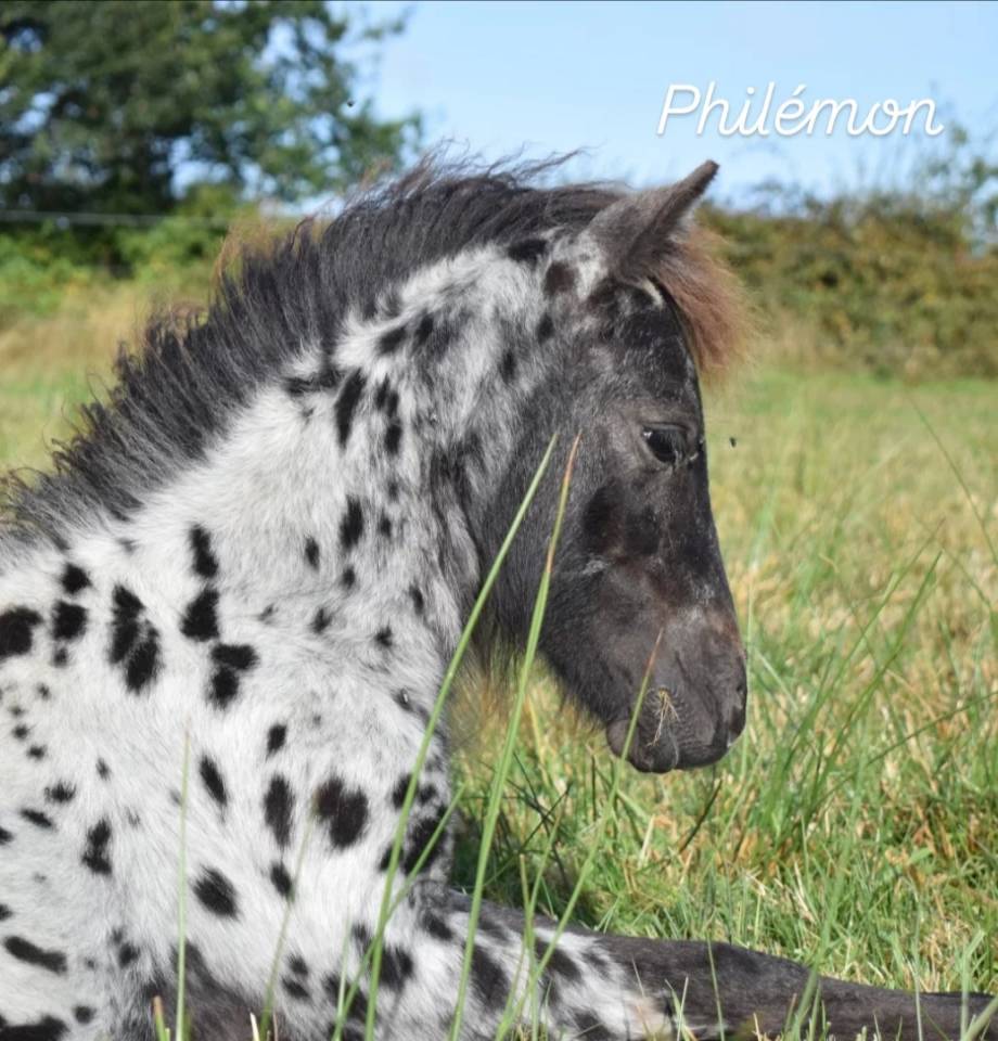 Entire Shetland Pony For sale 2025 Appaloosa