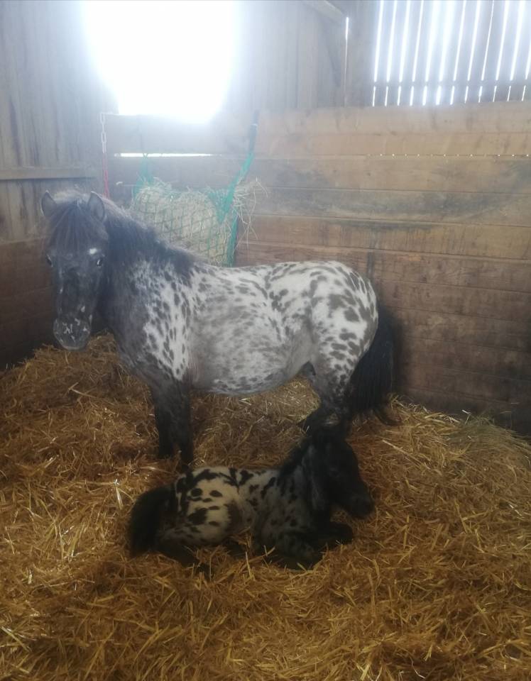Entire Shetland Pony For sale 2025 Appaloosa