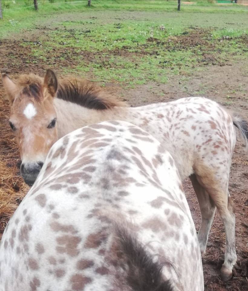 Entire Welsh Pony (Section A) For sale 2024 Appaloosa