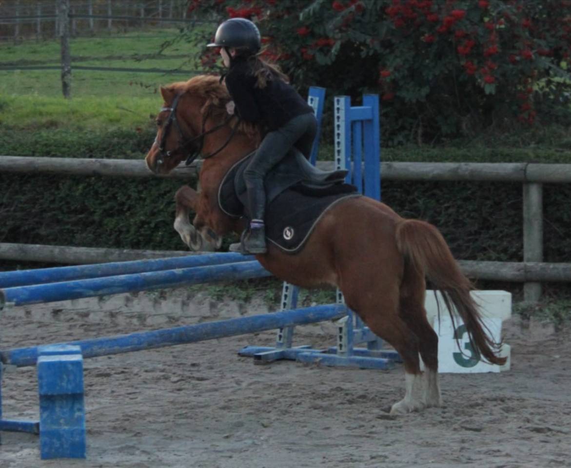 Entire Welsh Pony (Section A) For sale 2024 Appaloosa