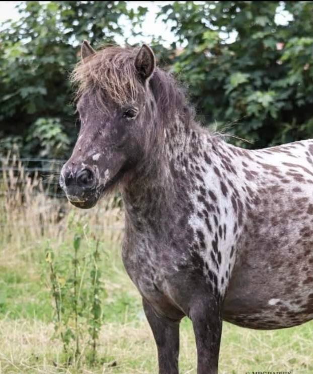Entire Welsh Pony (Section A) For sale 2024 Appaloosa