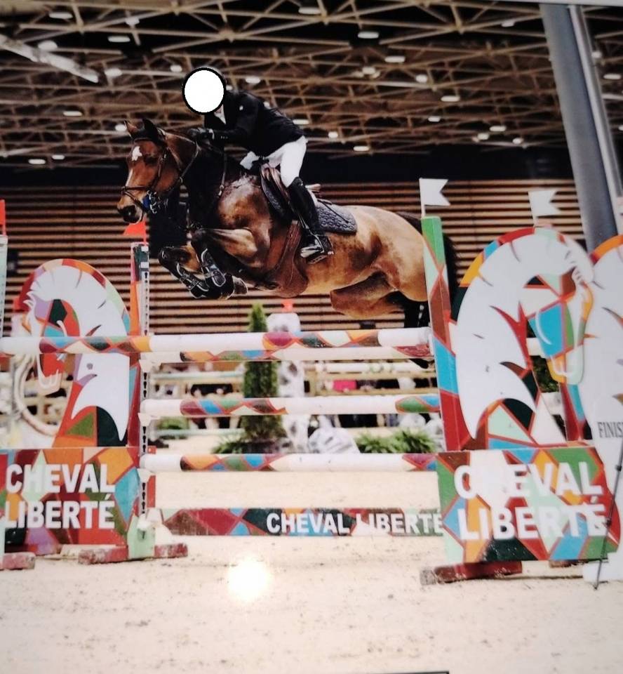 Mare French Saddle Pony For sale 2012 Dark Bay