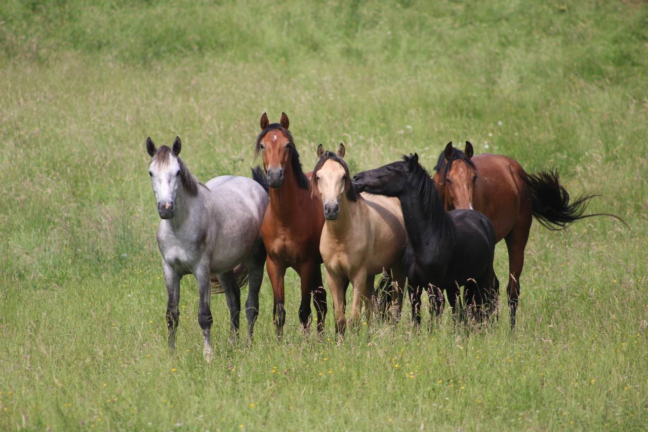 Mare French Saddle Pony For sale 2023 Bay