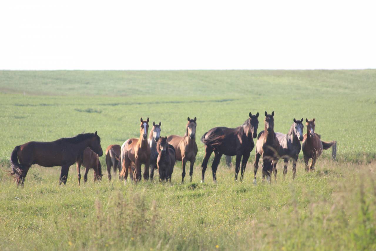 Mare French Saddle Pony For sale 2023 Bay