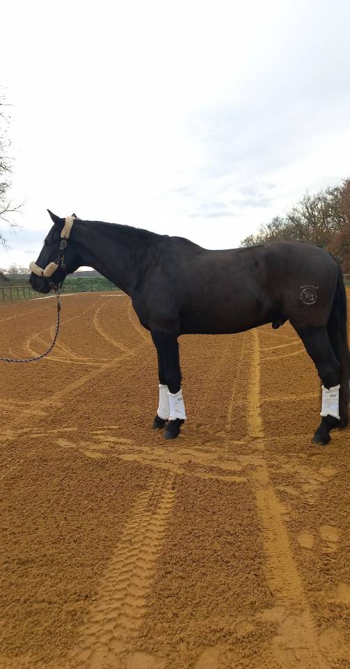 Gelding Menorquin Horse For sale 2016 Black
