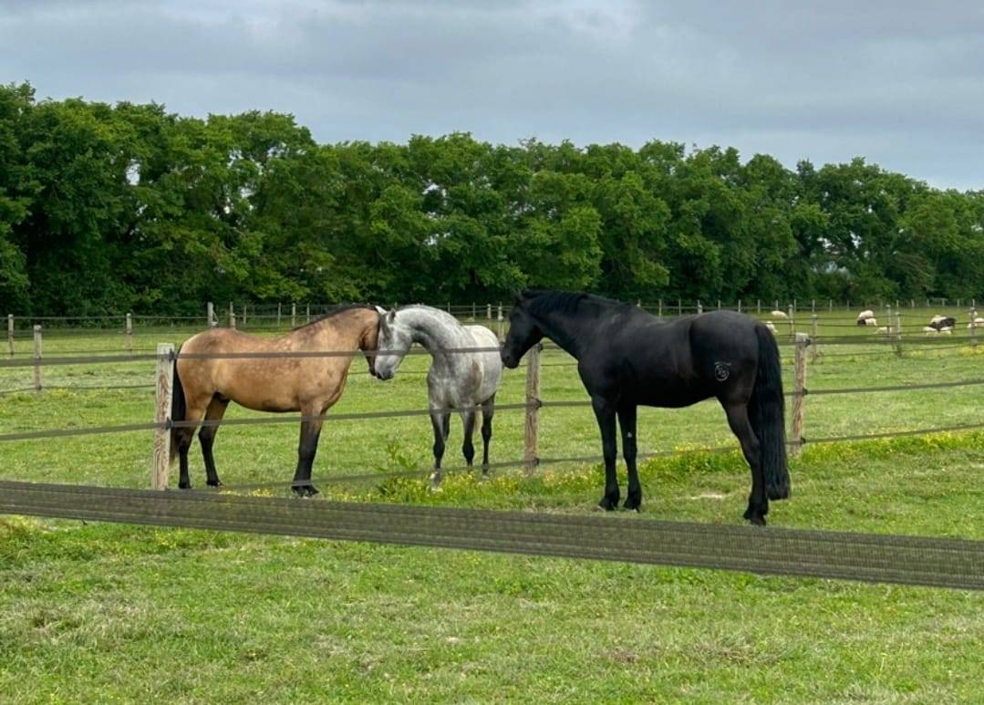 Gelding Menorquin Horse For sale 2016 Black