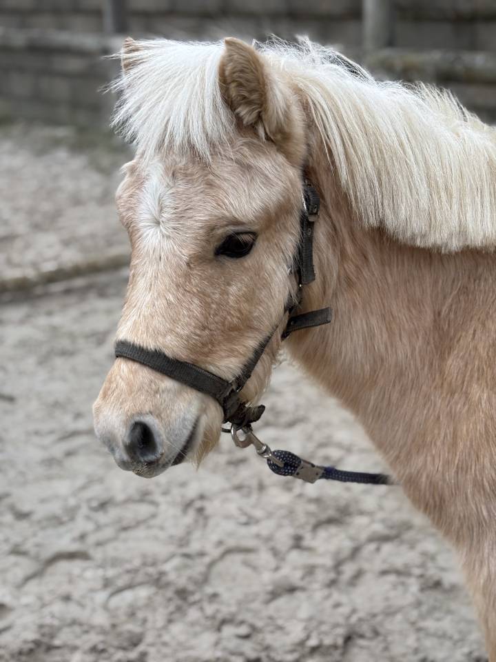 D'ARTAGNAN TH HOOK MOON L - Miniature Horse 2022 by DVM PASO&rsquo;S HEZ OFF THE HO
