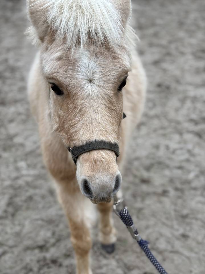 D'ARTAGNAN TH HOOK MOON L - Miniature Horse 2022 by DVM PASO&rsquo;S HEZ OFF THE HO