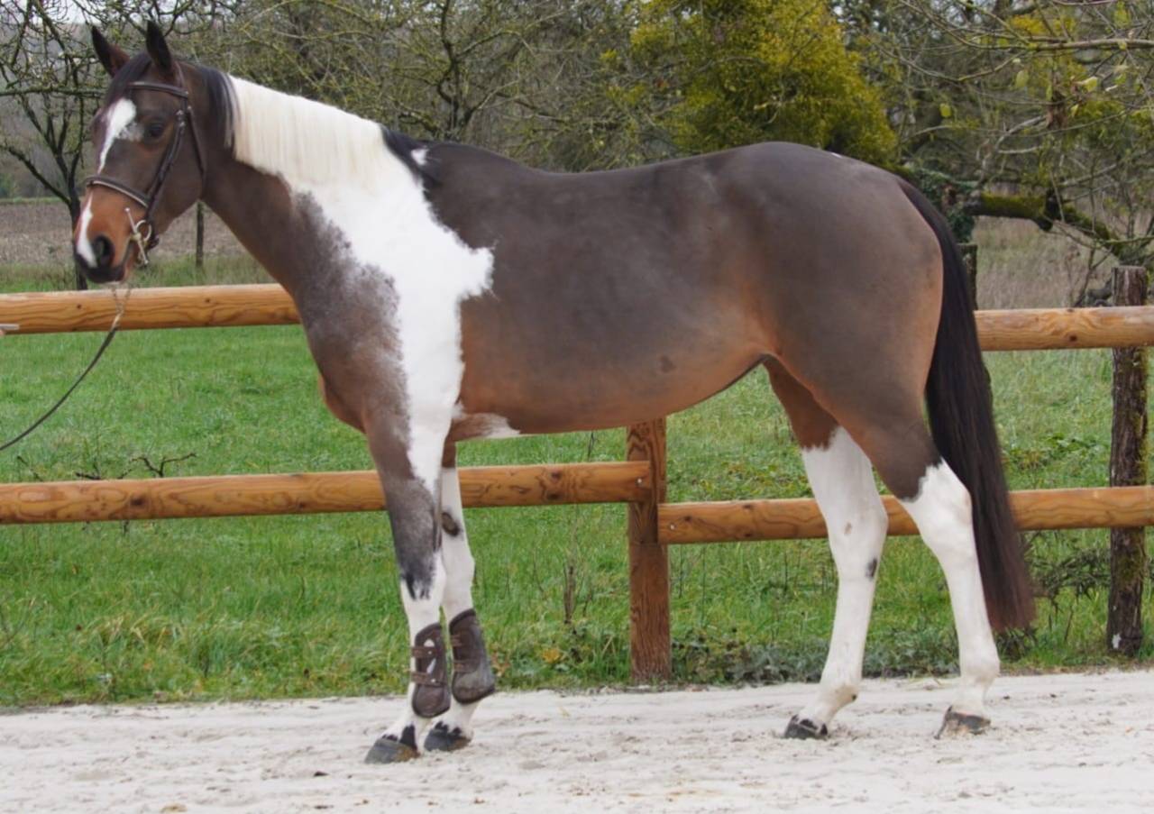 Mare Selle Fran&ccedil;ais For sale 2022 Bay