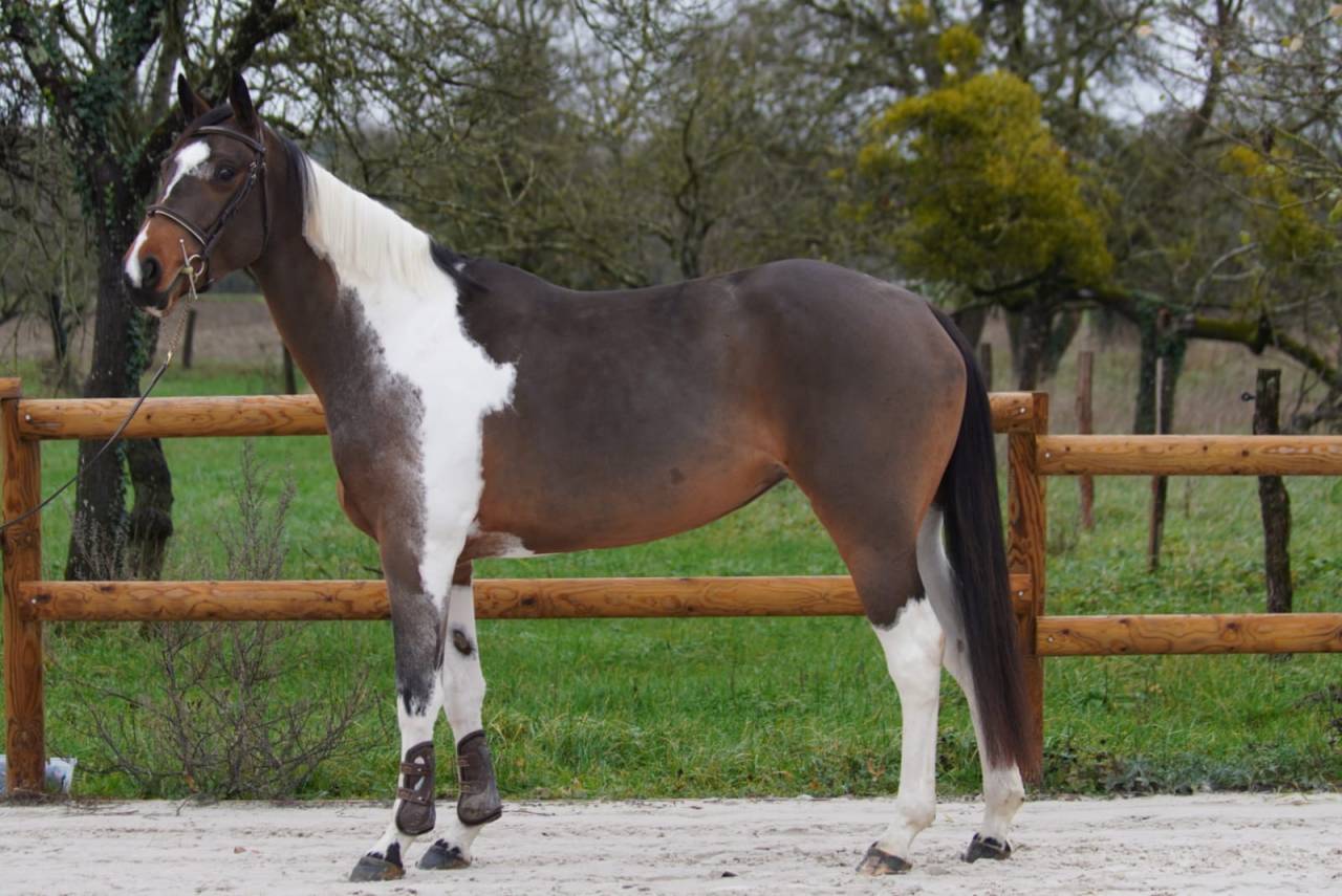 Mare Selle Fran&ccedil;ais For sale 2022 Bay