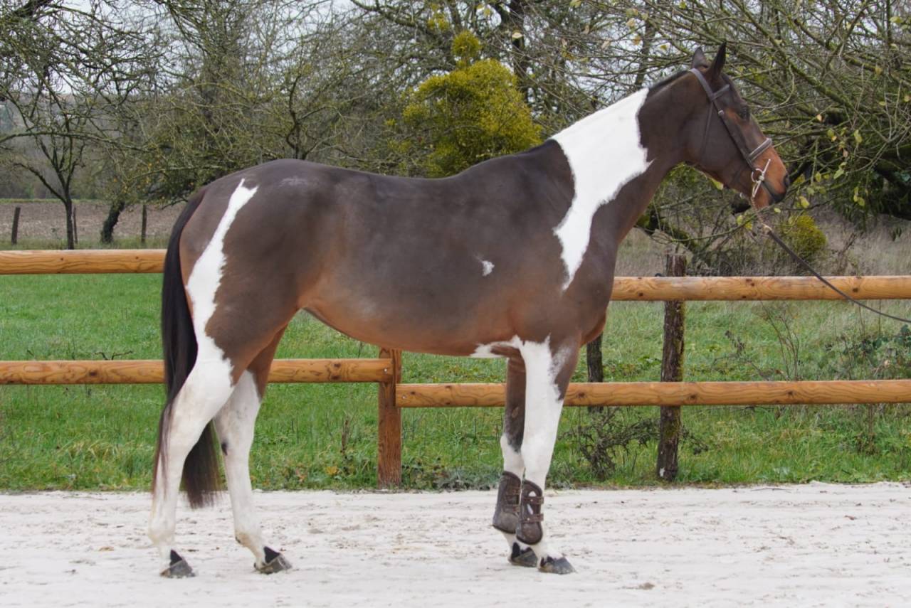 Mare Selle Fran&ccedil;ais For sale 2022 Bay