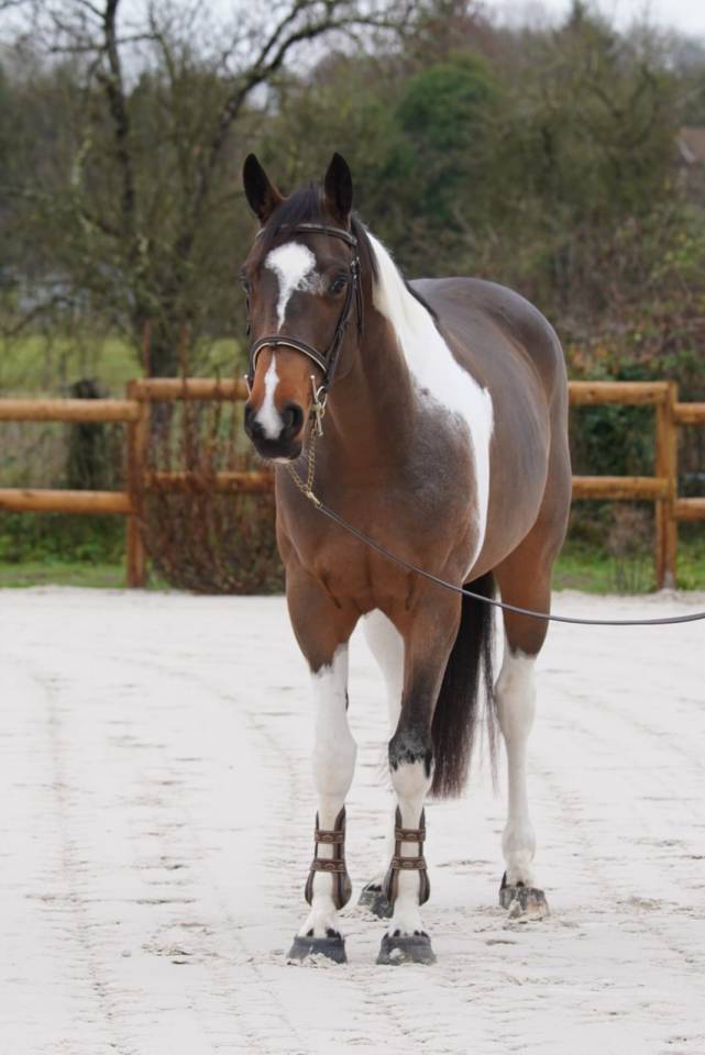 Mare Selle Fran&ccedil;ais For sale 2022 Bay