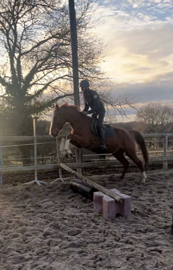 Gelding Selle Fran&ccedil;ais For sale 2021 Chesnut