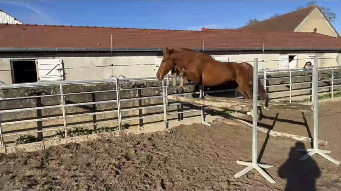 Gelding Selle Fran&ccedil;ais For sale 2021 Chesnut