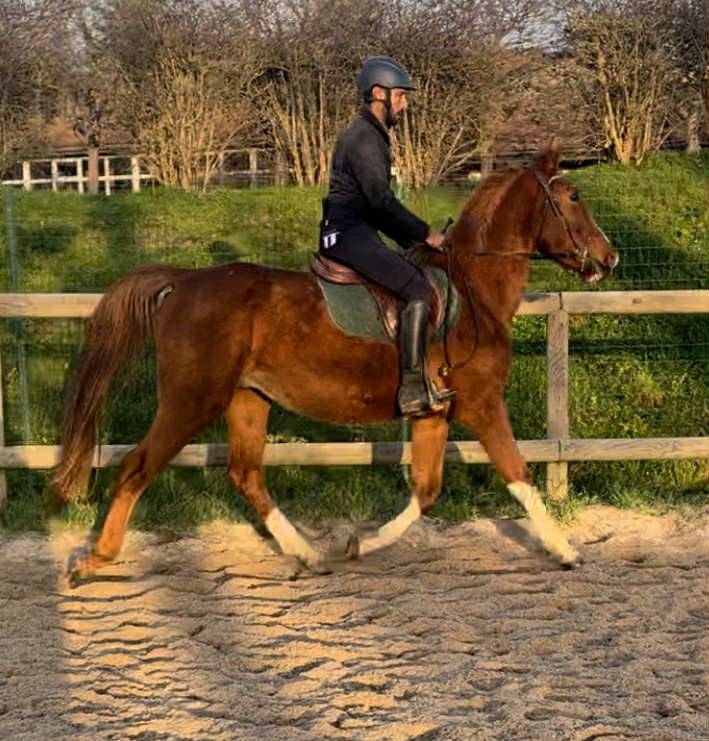 Gelding Selle Fran&ccedil;ais For sale 2021 Chesnut